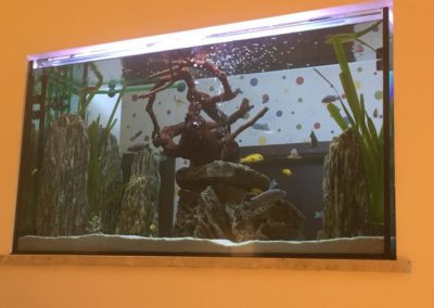 Urządzanie zbiorników wodnych Zoonemo (3)