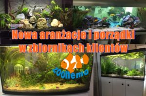 Nowa aranżacje i porządki w zbiornikach klientów ZooNemo