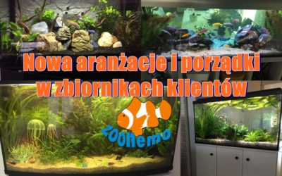 Nowa aranżacje i porządki w zbiornikach klientów ZooNemo