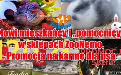 Nowi mieszkańcy i „pomocnicy” w sklepach ZooNemo  Promocja na karmę dla psa lub kota