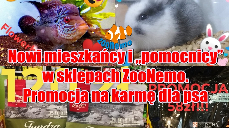 Nowi mieszkańcy i „pomocnicy” w sklepach ZooNemo  Promocja na karmę dla psa lub kota