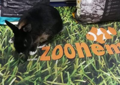 królik miniaturka sklep ZooNemo Legionowo Nowy Dwór Mazowiecki (1)