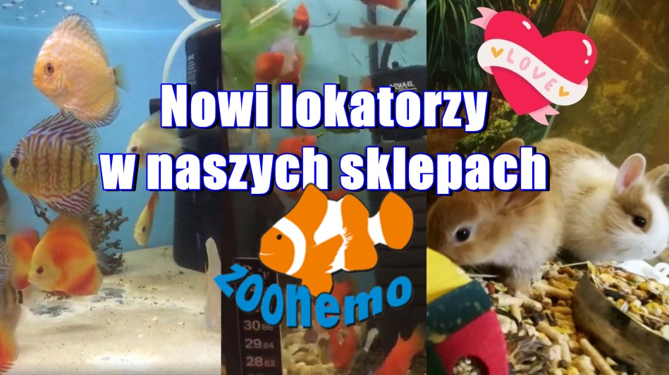 Nowi lokatorzy w sklepach zoologicznych ZooNemo!