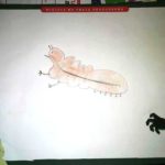 Zoonemo i Bayer Rysunki z konkursu (4)