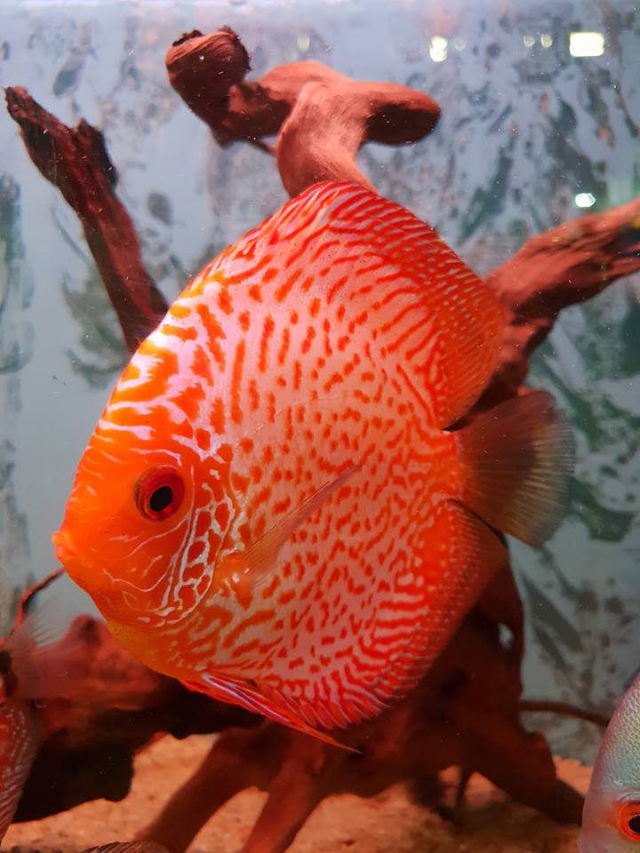 Galeria zwierząt w sklepach zoologicznych ZooNemo