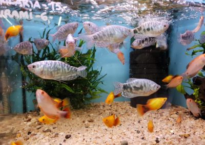 Ryby Akwariowe w sklepach ZooNemo Legionowo Nowy Dwór Mazowiecki (5)
