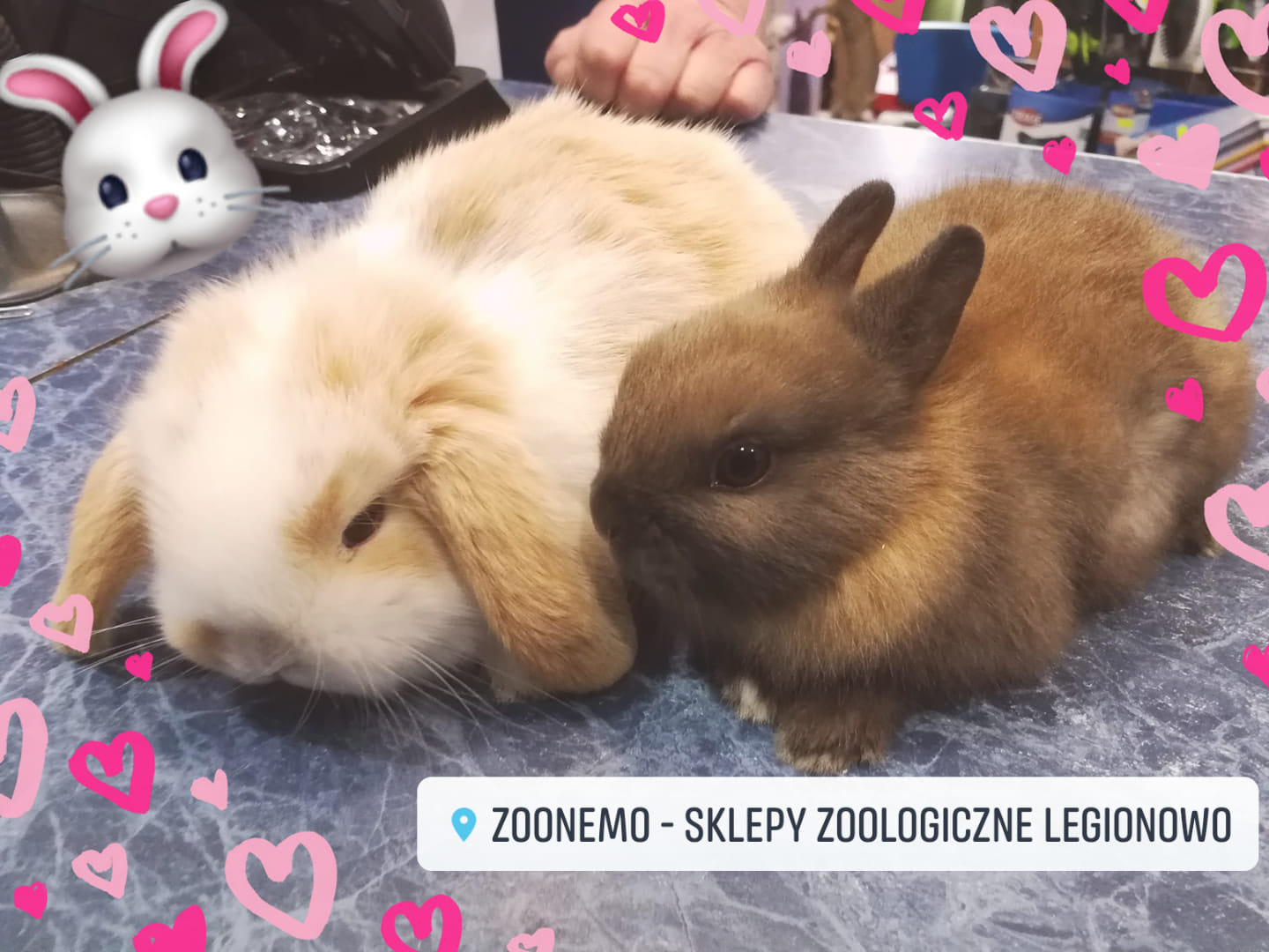 króliki miniaturki sklepy zoologiczne ZooNemo Legionowo Nowy Dwór Mazowiecki