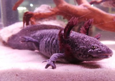 Ambystoma mexicanum ma nowe lokum sklepy zoologiczne Legionowo Nowy Dwór Mazowiecki (1)