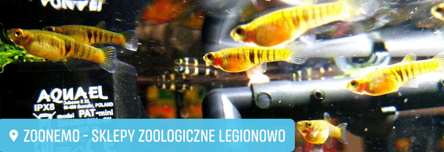Drobnotka Nadobna ryby akwariowe Legionowo Nowy Dwór Mazowiecki