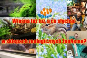 Wiosna tuż tuż, a co słychać w sklepach zoologicznych ZooNemo