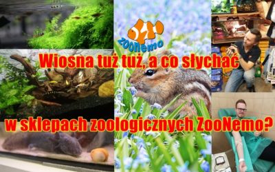 Wiosna tuż tuż, a co słychać w sklepach zoologicznych ZooNemo