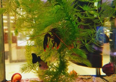 Rak z rodziny Cherax sklepy zoologiczne Legionowo Nowy Dwór Mazowiecki 2