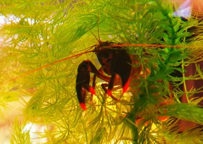 Rak z rodziny Cherax sklepy zoologiczne Legionowo Nowy Dwór Mazowiecki