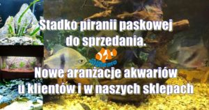 Stadko piranii paskowej do sprzedania. Nowe aranżacje akwariów u klientów i w naszych sklepach