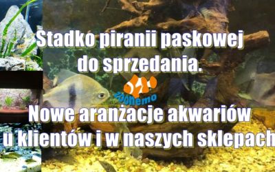 Stadko piranii paskowej do sprzedania. Nowe aranżacje akwariów u klientów i w naszych sklepach