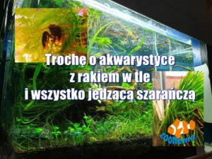 Trochę o akwarystyce z rakiem w tle i wszystko jedzącą szarańczą
