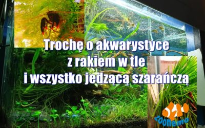 Trochę o akwarystyce z rakiem w tle i wszystko jedzącą szarańczą