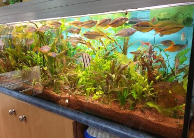 akwaria ryby i rośliny akwariowe Legionowo Nowy Dwór Mazowiecki 2