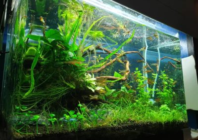 akwaria ryby i rośliny akwariowe Legionowo Nowy Dwór Mazowiecki