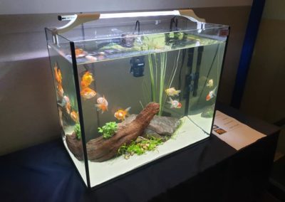 Międzynarodowe Dni Akwarystyki sklepy zoologiczne ZooNemo (12)