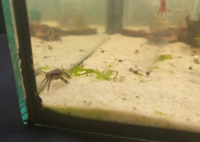Międzynarodowe Dni Akwarystyki sklepy zoologiczne ZooNemo (13)