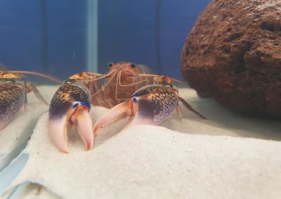 Międzynarodowe Dni Akwarystyki sklepy zoologiczne ZooNemo (14)