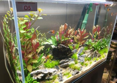 Międzynarodowe Dni Akwarystyki sklepy zoologiczne ZooNemo (15)