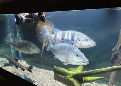 Międzynarodowe Dni Akwarystyki sklepy zoologiczne ZooNemo (16)