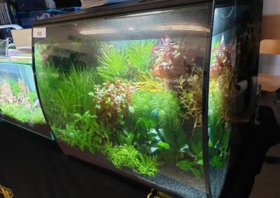 Międzynarodowe Dni Akwarystyki sklepy zoologiczne ZooNemo (19)