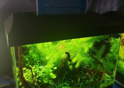 Międzynarodowe Dni Akwarystyki sklepy zoologiczne ZooNemo (2)