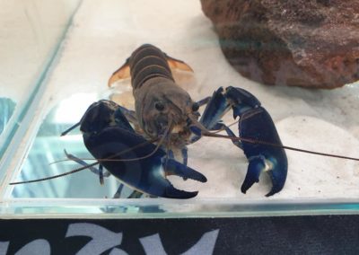 Międzynarodowe Dni Akwarystyki sklepy zoologiczne ZooNemo (23)