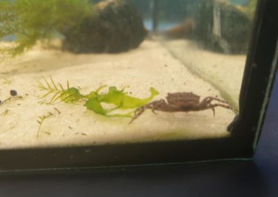 Międzynarodowe Dni Akwarystyki sklepy zoologiczne ZooNemo (3)