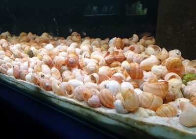 Międzynarodowe Dni Akwarystyki sklepy zoologiczne ZooNemo (4)