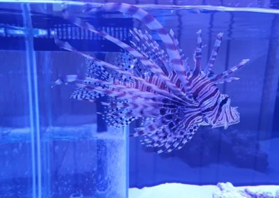 Międzynarodowe Dni Akwarystyki sklepy zoologiczne ZooNemo (5)