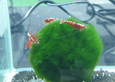 Międzynarodowe Dni Akwarystyki sklepy zoologiczne ZooNemo (6)