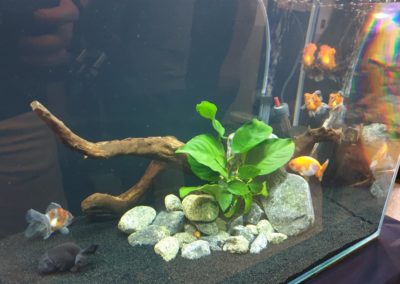 Międzynarodowe Dni Akwarystyki sklepy zoologiczne ZooNemo (7)