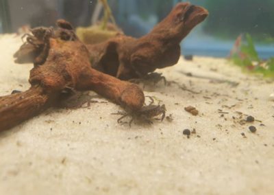 Międzynarodowe Dni Akwarystyki sklepy zoologiczne ZooNemo (9)