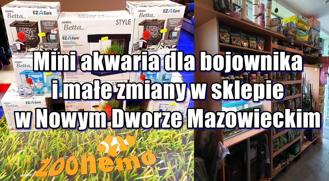 Mini akwaria dla bojownika i małe zmiany w sklepie w Nowym Dworze Mazowieckim
