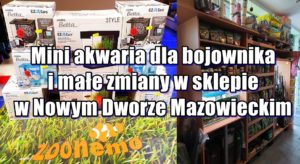 Mini akwaria dla bojownika i małe zmiany w sklepie w Nowym Dworze Mazowieckim