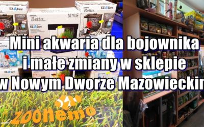 Mini akwaria dla bojownika i małe zmiany w sklepie w Nowym Dworze Mazowieckim