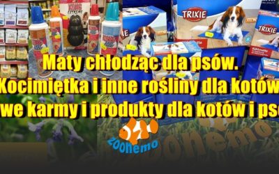 Maty chłodząc dla psów i kotów. Kocimiętka i inne rośliny dla kotów. Nowe karmy i produkty dla kotów i psów