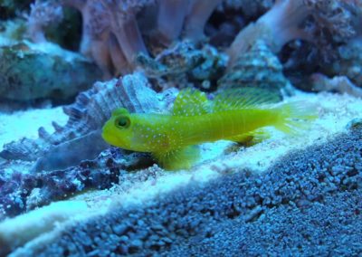 Zwierzęta i ryby morskie Legionowo Nowy Dwór Mazowiecki akwarystyka morska ZooNemo (7)