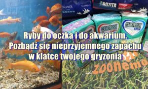 Ryby do oczka i do akwarium. Pozbądź się nieprzyjemnego zapachu w klatce twojego gryzonia