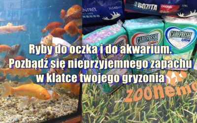 Ryby do oczka i do akwarium. Pozbądź się nieprzyjemnego zapachu w klatce twojego gryzonia