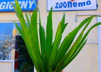 rośliny oczka wodne Osoka Aloesowata sklep ZooNemo Legionowo Nowy Dwór Mazowiecki 2