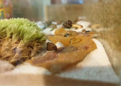 formikarium mrówki Messor barbarus Legionowo Nowy Dwór Mazowiecki ZooNemo 3
