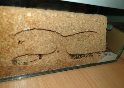 formikarium mrówki Messor barbarus Legionowo Nowy Dwór Mazowiecki ZooNemo 2