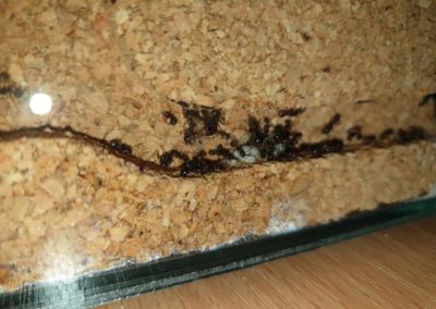 formikarium mrówki Messor barbarus Legionowo Nowy Dwór Mazowiecki ZooNemo