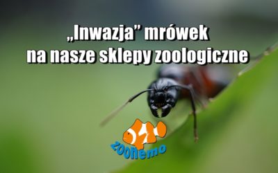 „Inwazja” mrówek? na nasze sklepy zoologiczne