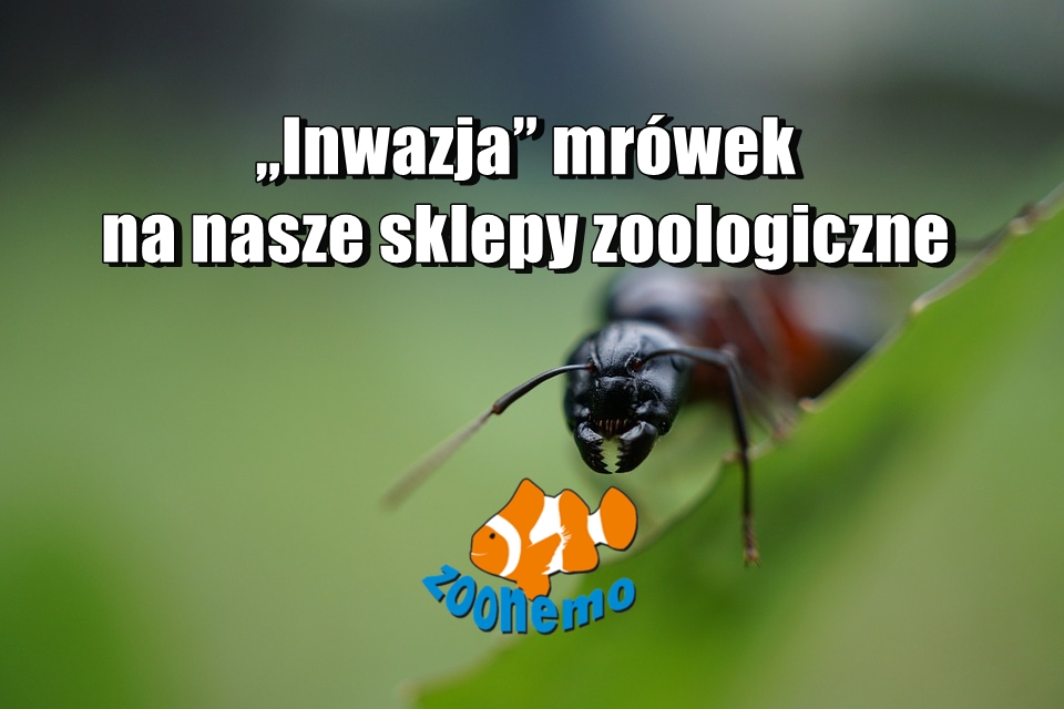 „Inwazja” mrówek na nasze sklepy zoologiczne
